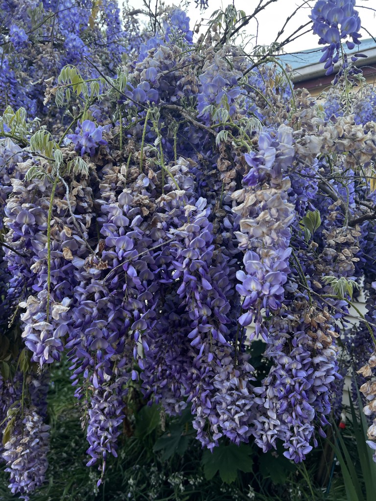 Wisteria flowers fading as they age