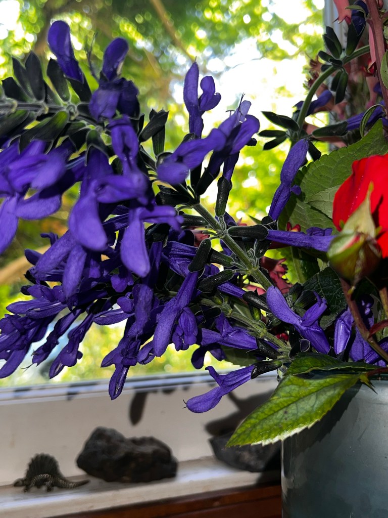 Purple salvia flowers in a vase