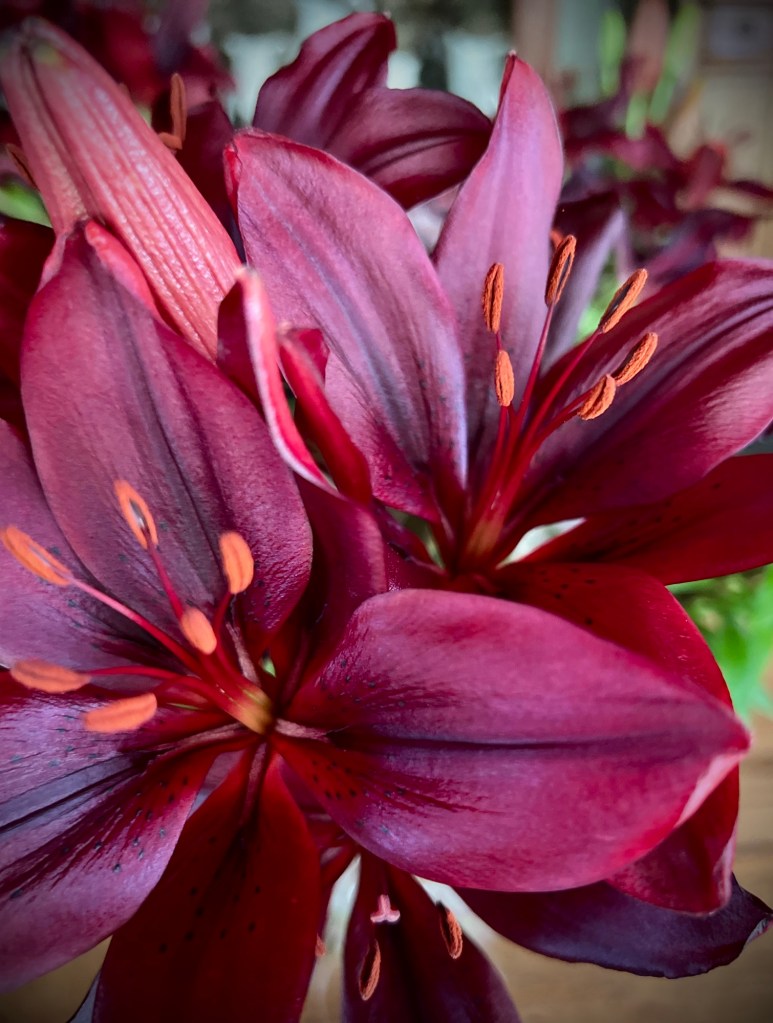 Close up photo of lilies