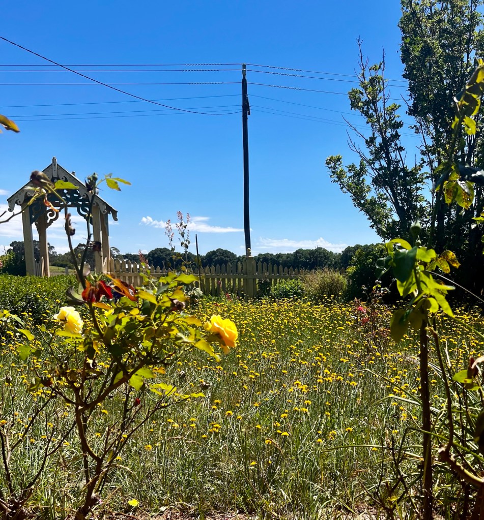 A lawn filled with Cats Ear weeds