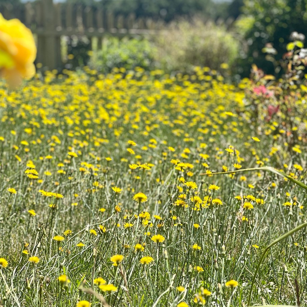 Closer shot of cats ear weeds