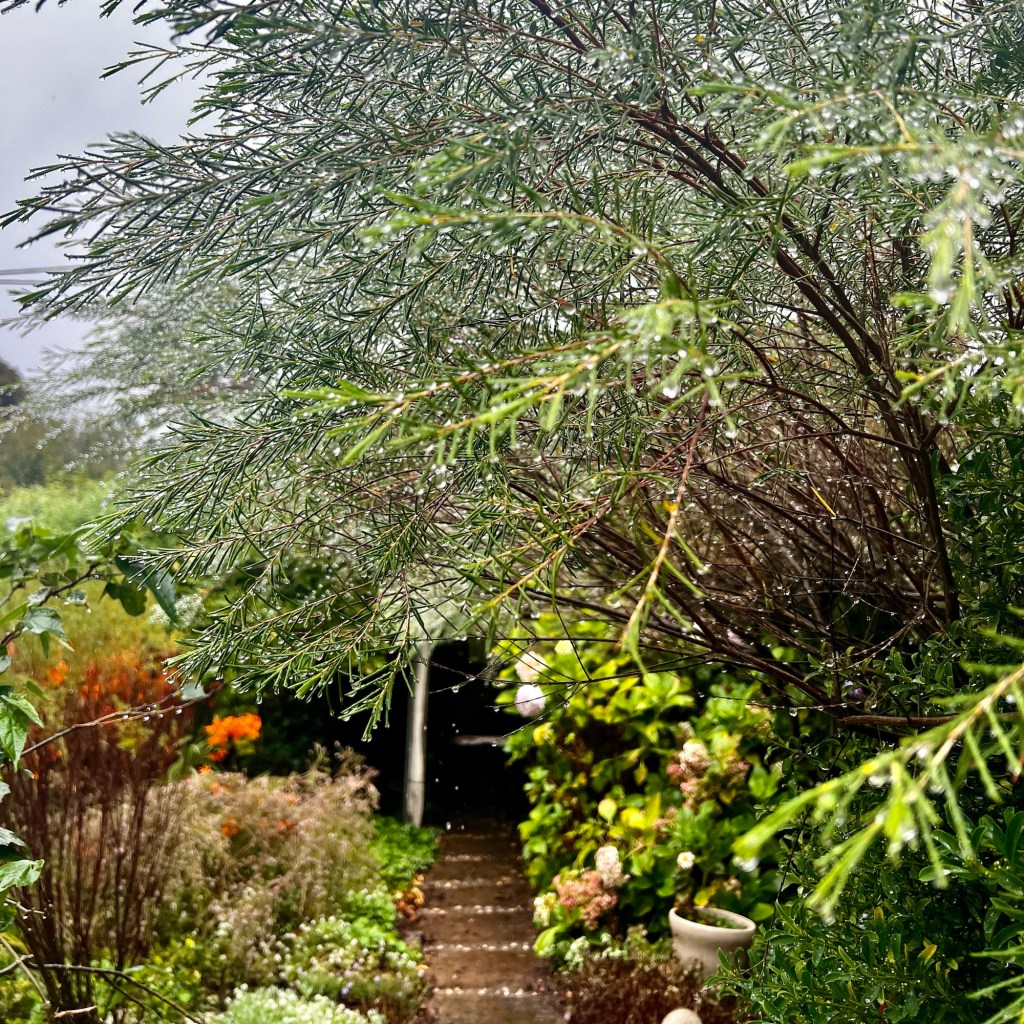 A garden path surrounded by wet shrubs