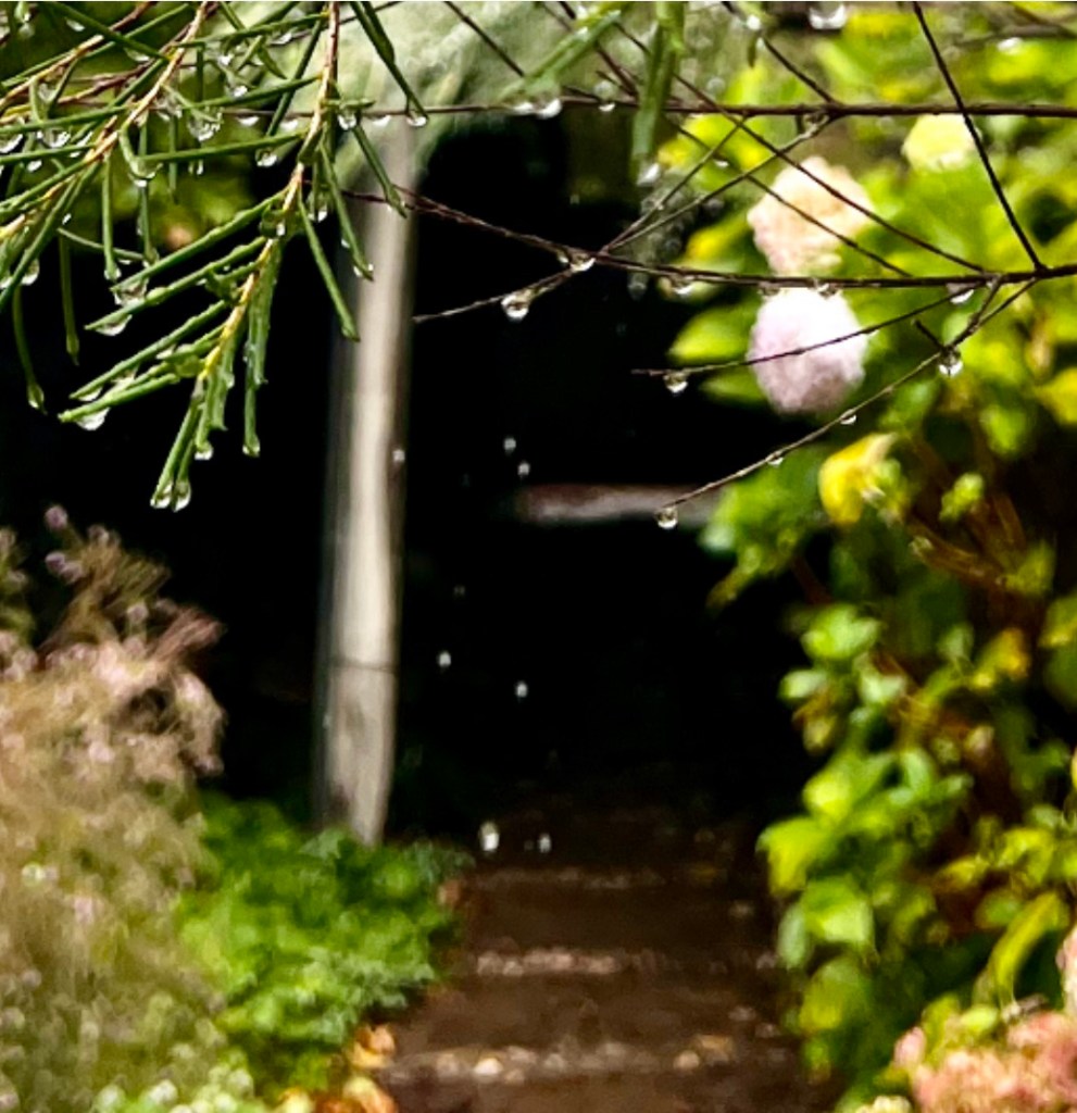 Drops of rain from a shrub’s leaves