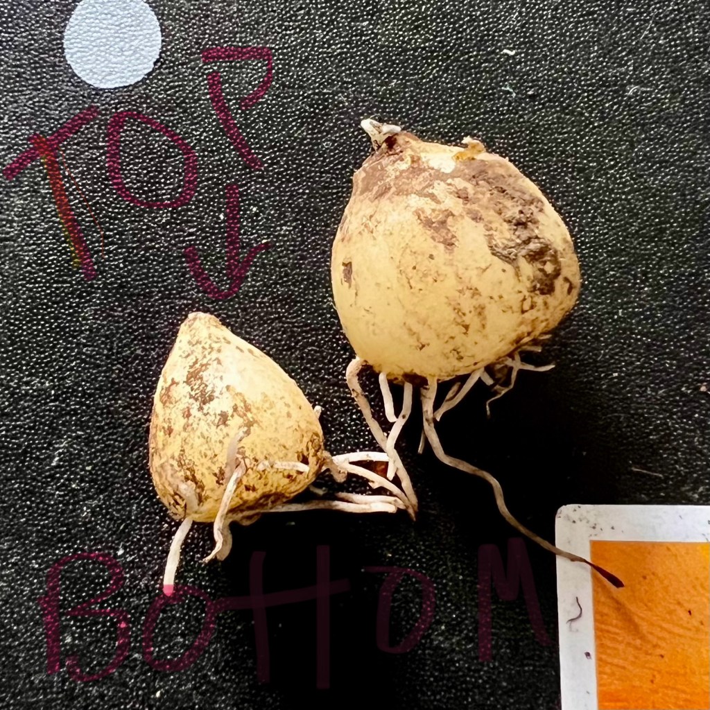 Bulbs with text indicating top and bottom