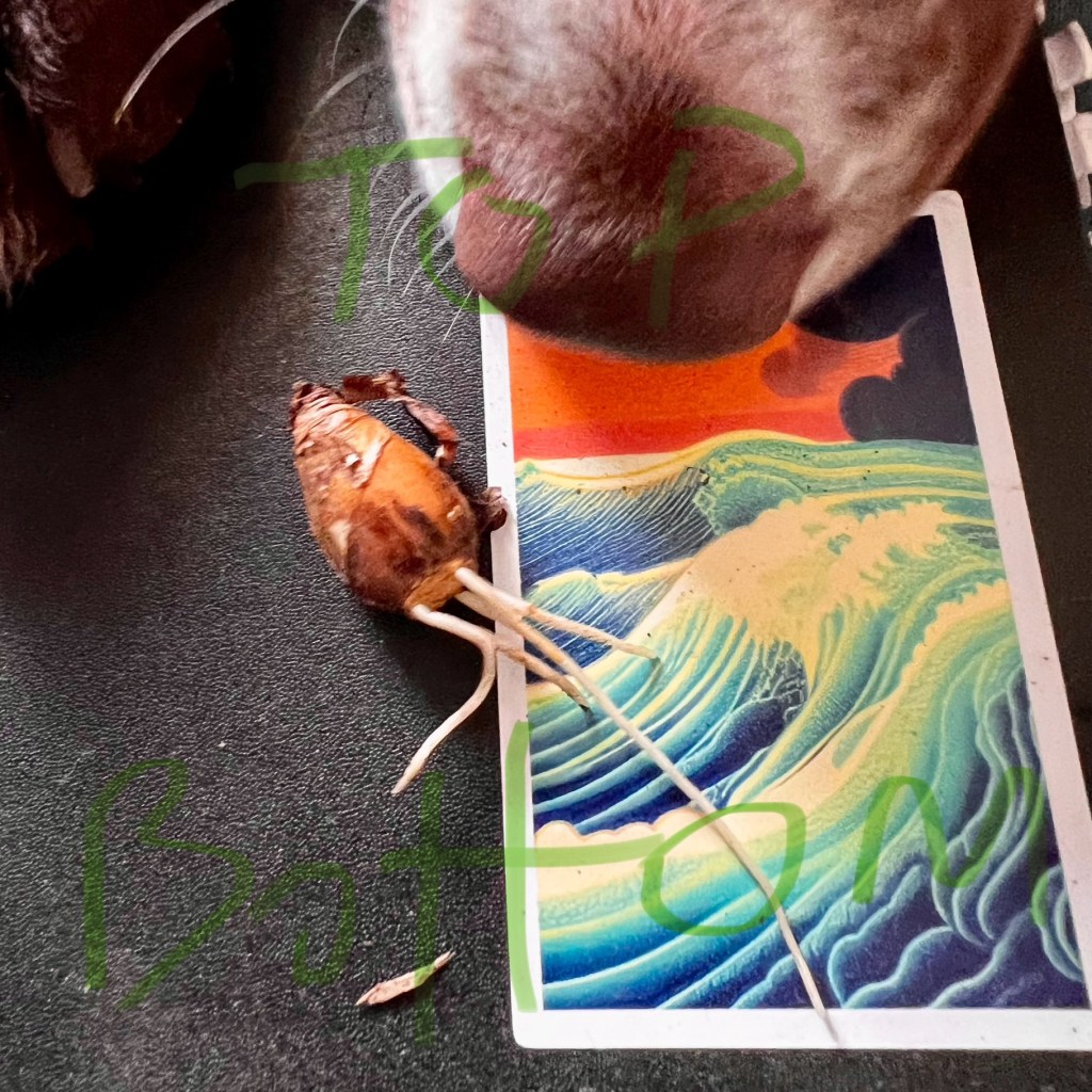 Jonquil bulb with text indicating top and bottom