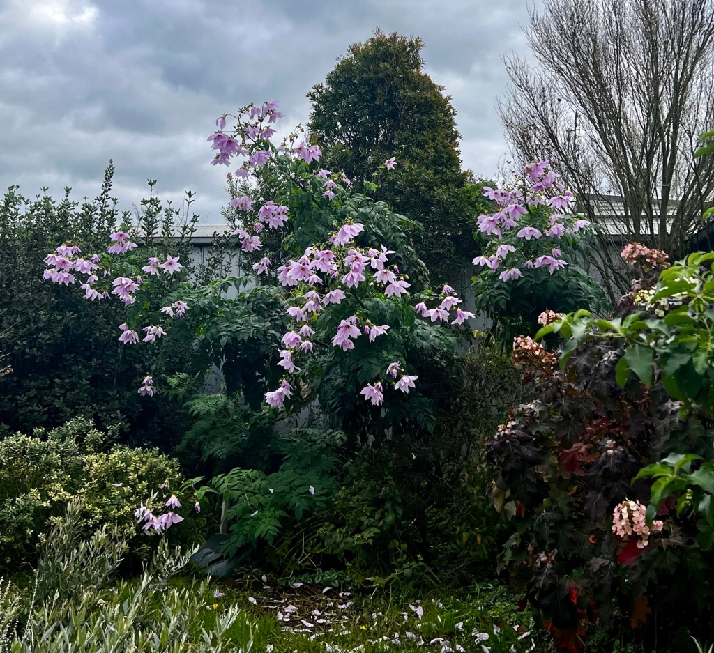 A clump of flowering tree dahlia