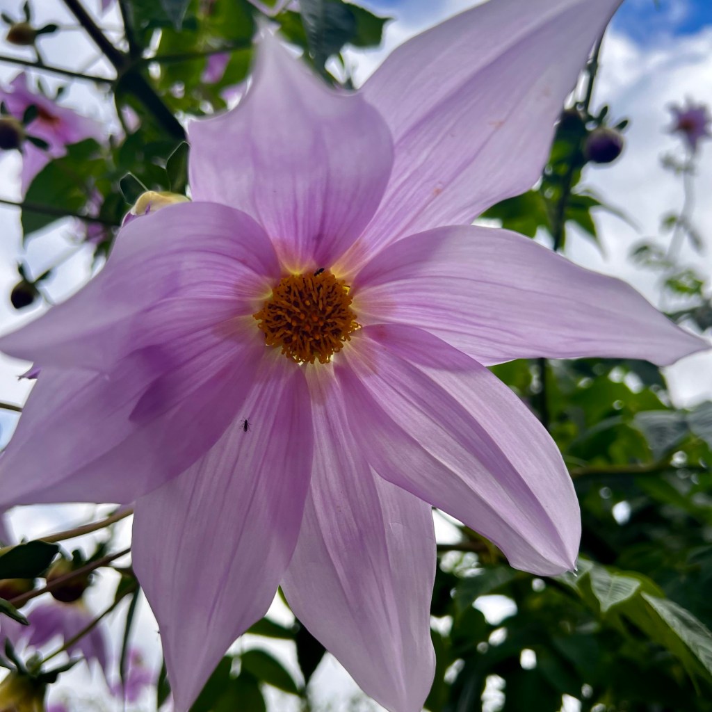 Lilac tree dahlia flower