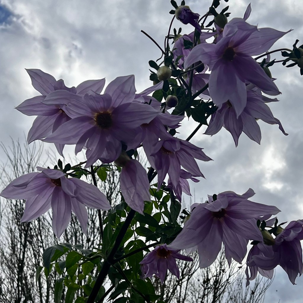 Tree Dahlia flowers looking down on us