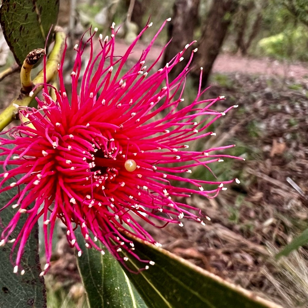 Eucalyptus flower at Terang college wetlands 