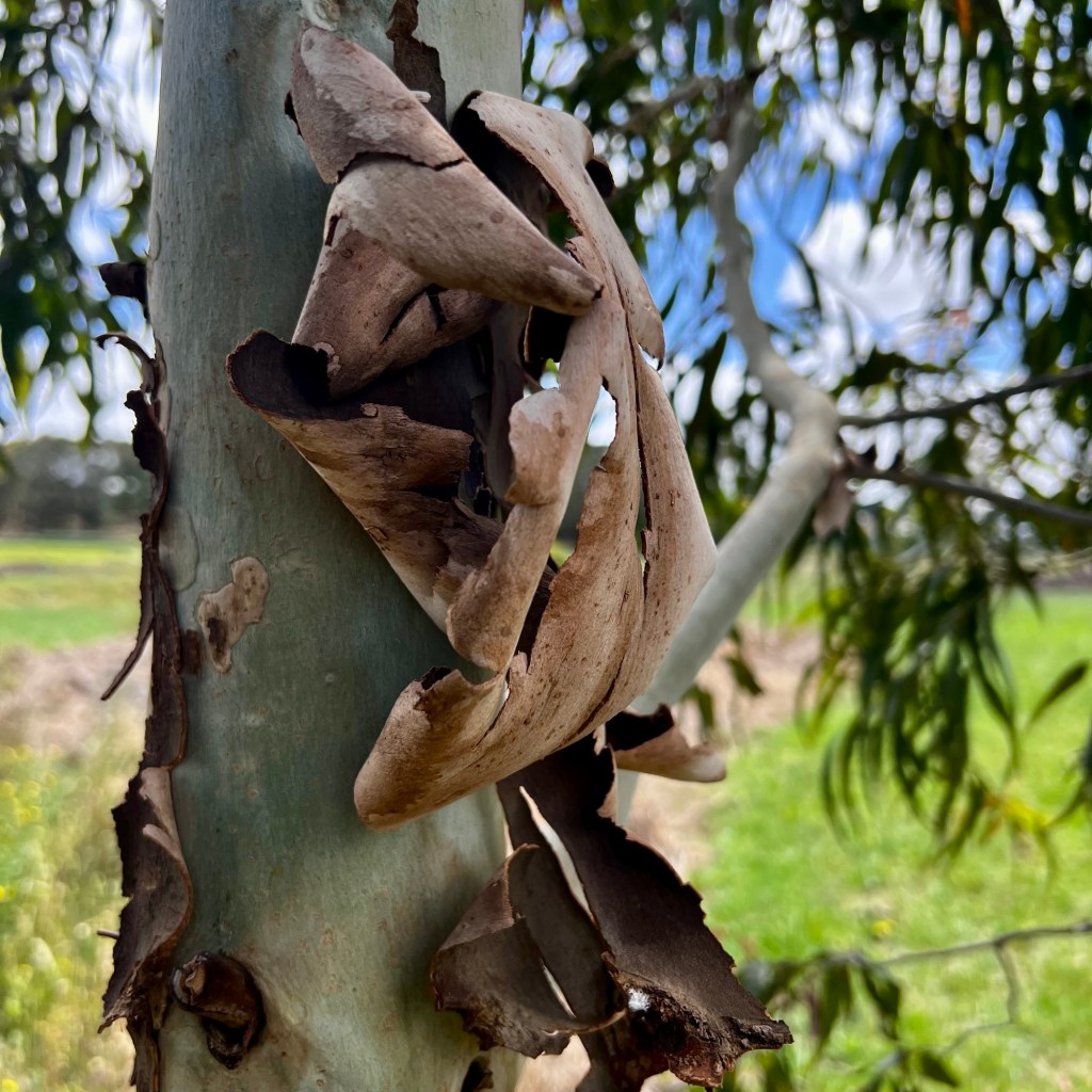 Bark peeling off a gum tree 