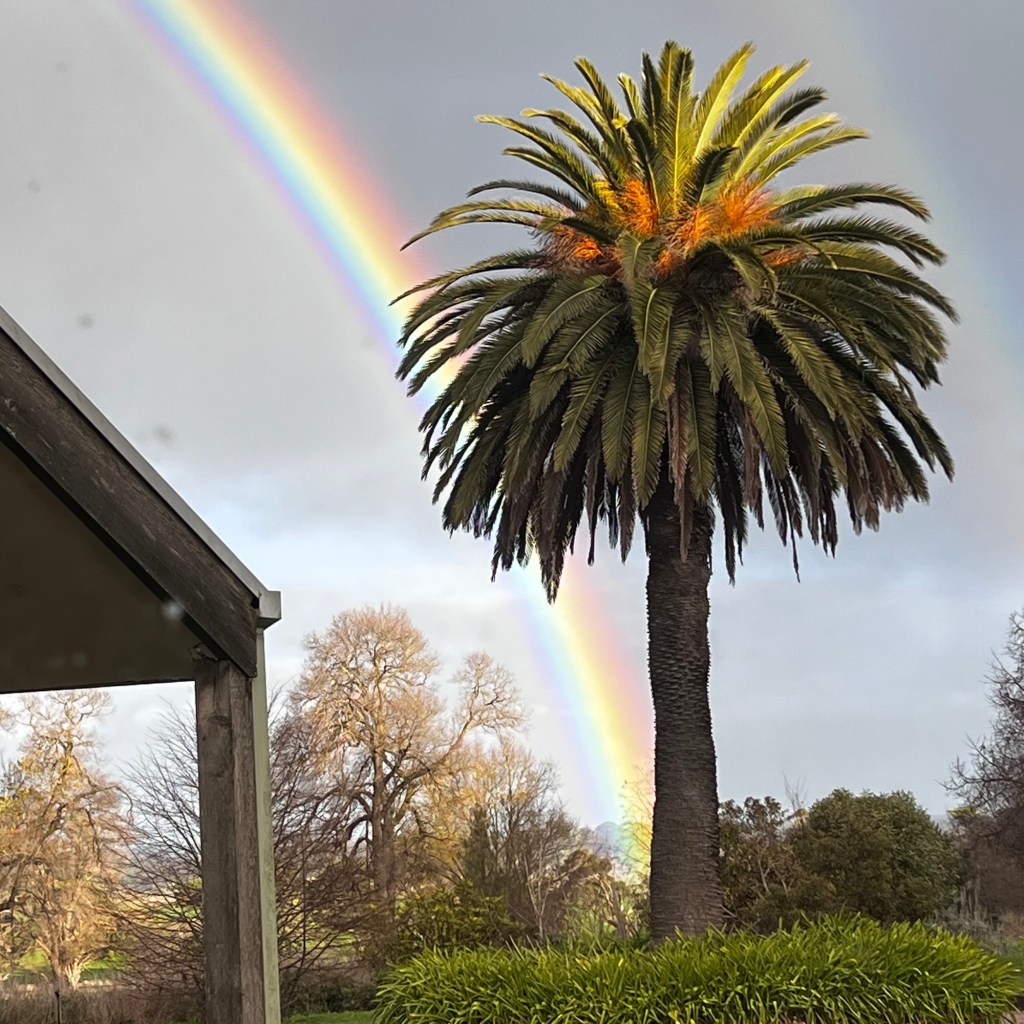 Date palm with a rainbow behind it. 
