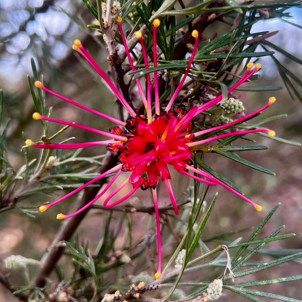 Brilliant red Australian native flower