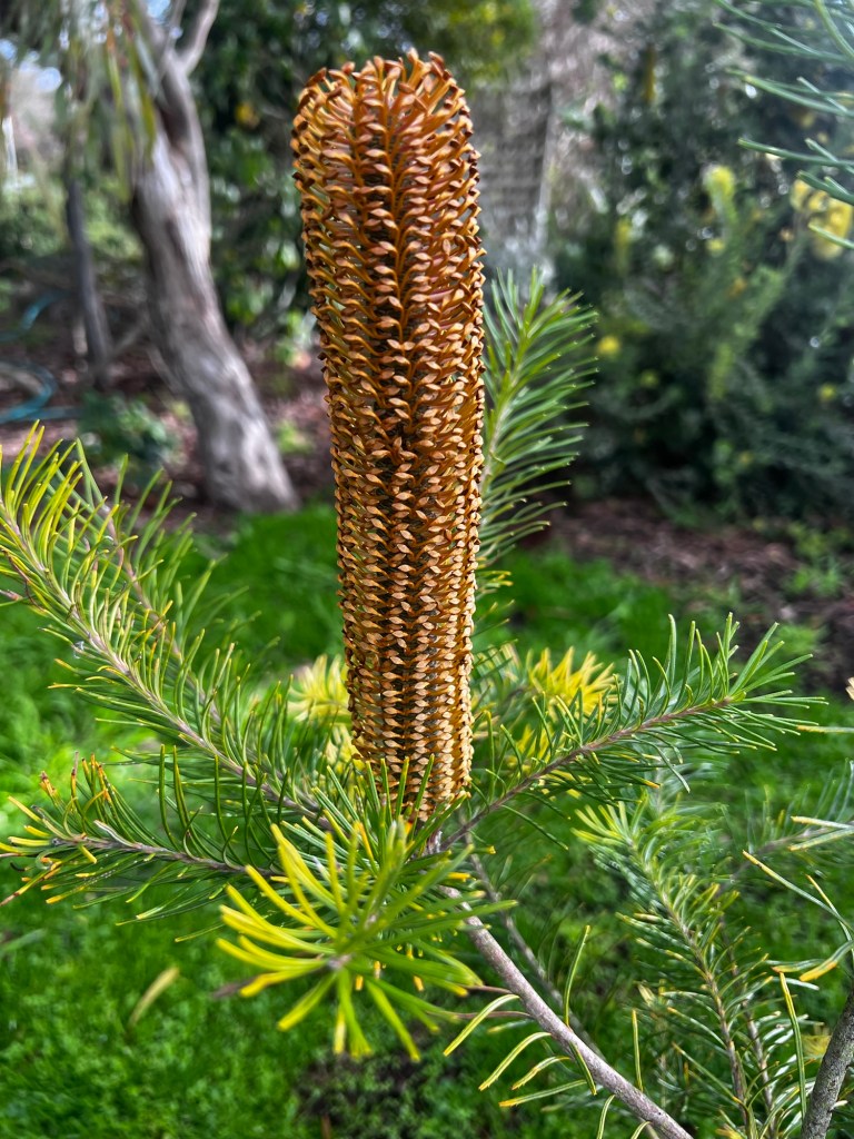 A single Banksia flower