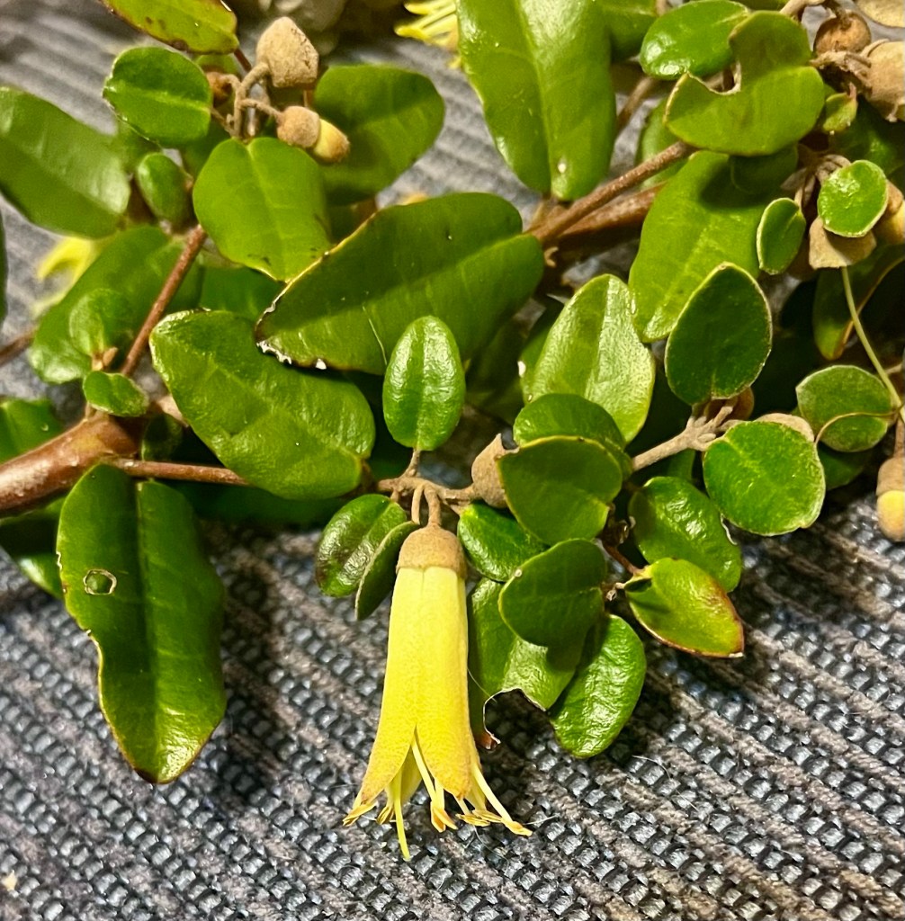 A single Correa flower nestled among leaves