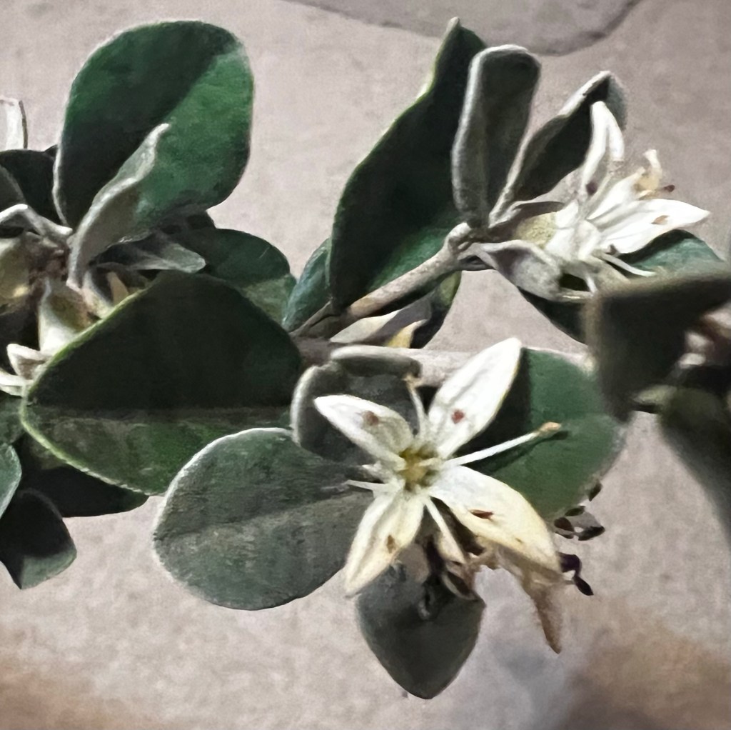 white Correa flowers and foliage