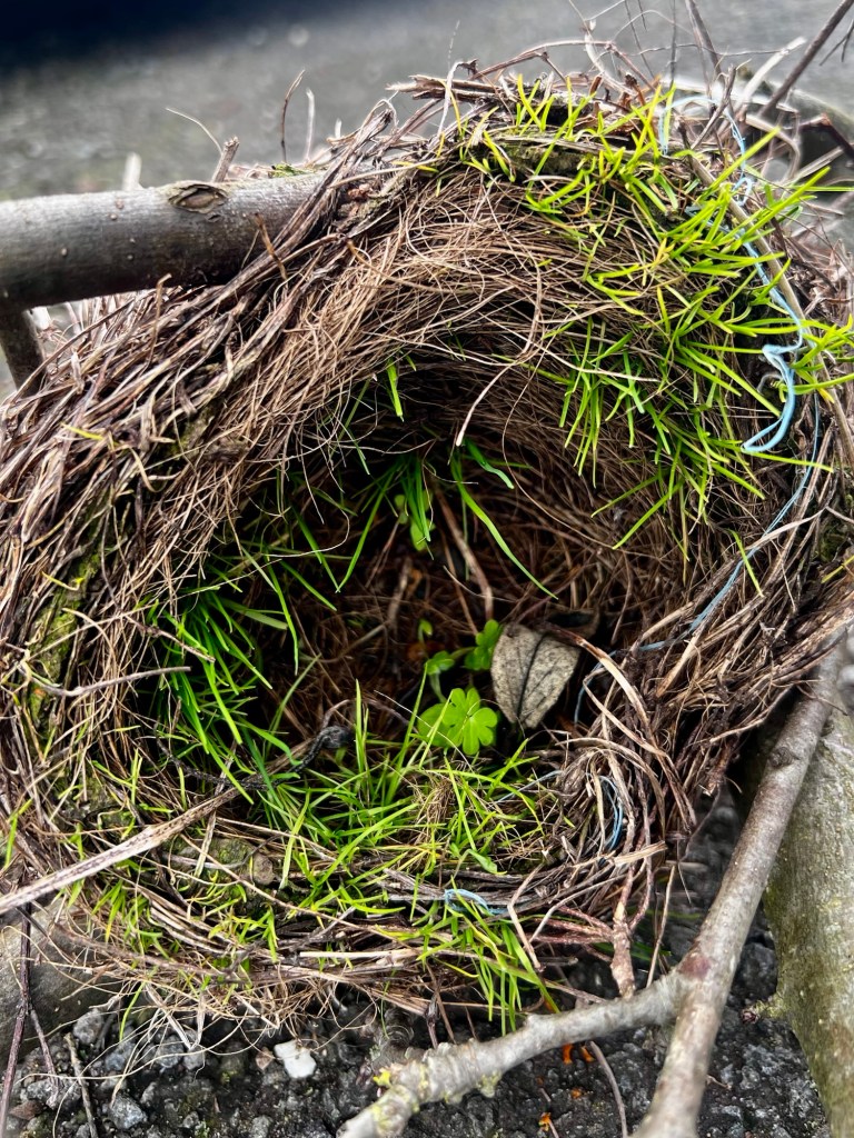 Closeup of a blackbird nest