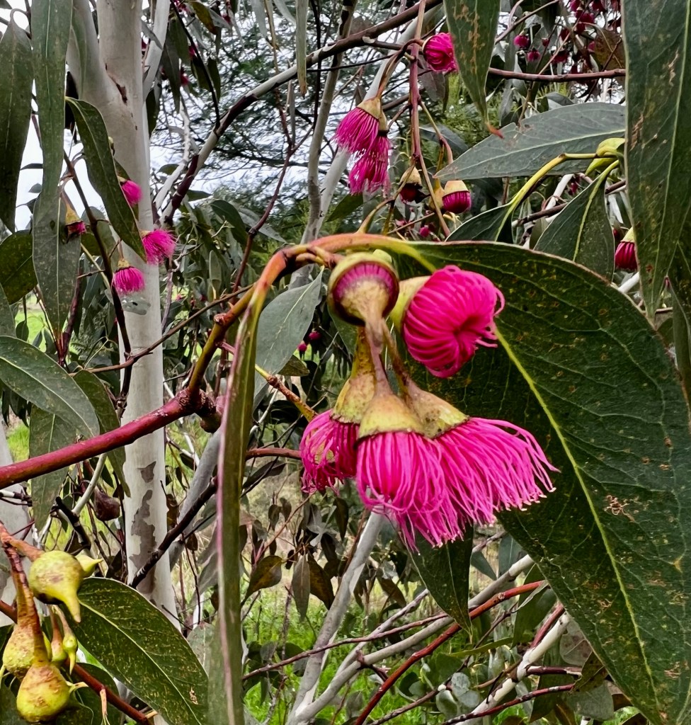 Eucalyptus flower