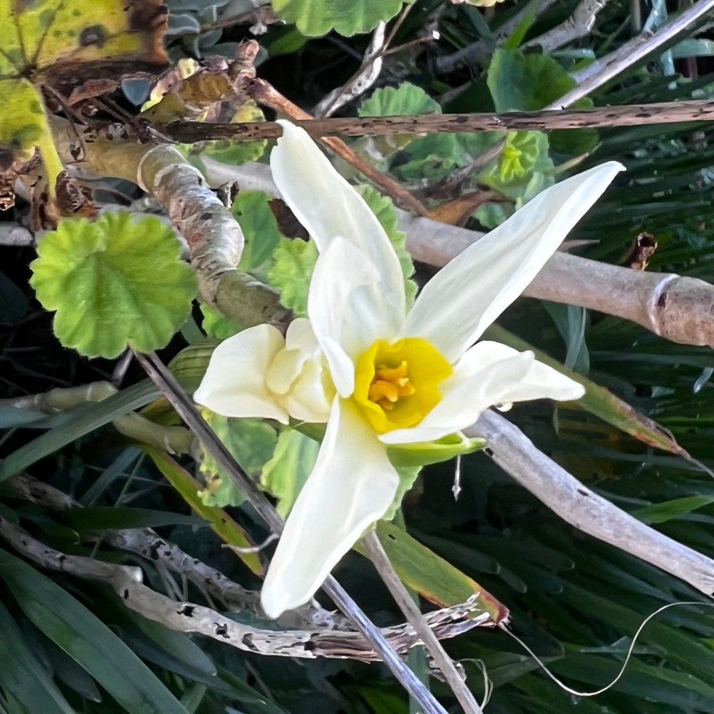 Jonquil flower