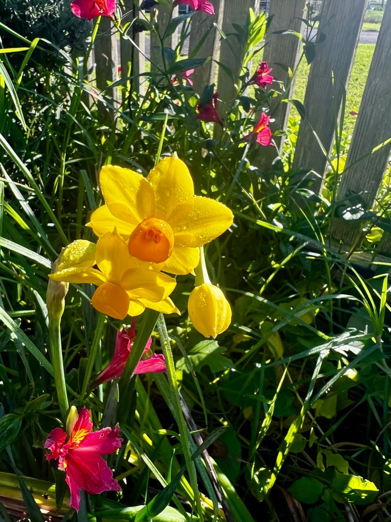 Another jonquil